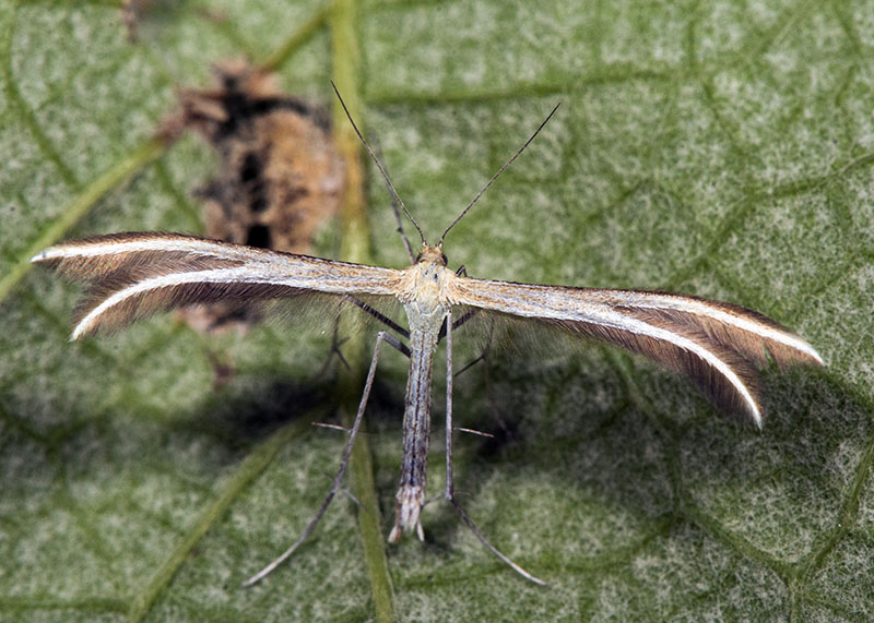 Pterophoridae da id: Merrifieldia leucodactyla